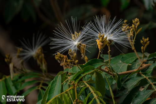 Inga vera - Whole tree