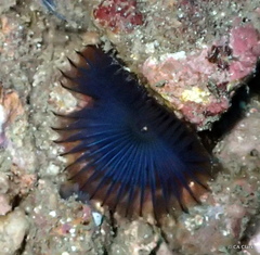Myxicola