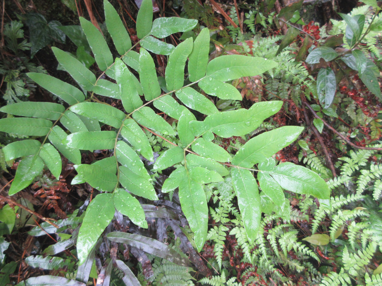 Osmunda japonica (Osmunda japonica)