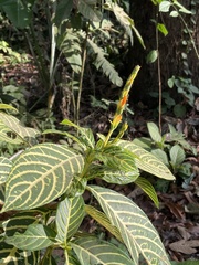 Sanchezia tigrina image