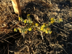 Centromadia parryi congdonii