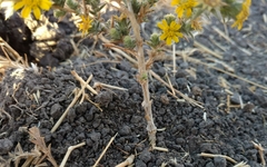 Centromadia parryi congdonii