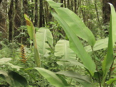 Heliconia librata