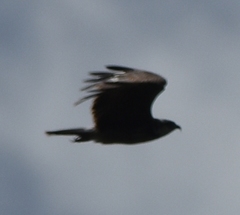 Rostrhamus sociabilis plumbeus
