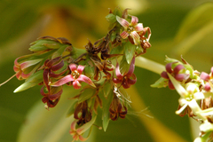 Detarium senegalense