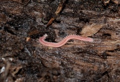 Gosodesmus claremontus