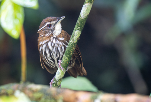 Striated Wren-Babbler (Ptilocichla mindanensis), photo 5