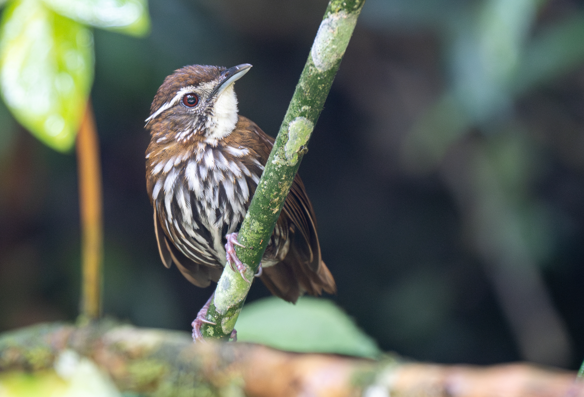 Striated Wren-Babbler (Ptilocichla mindanensis), photo 2
