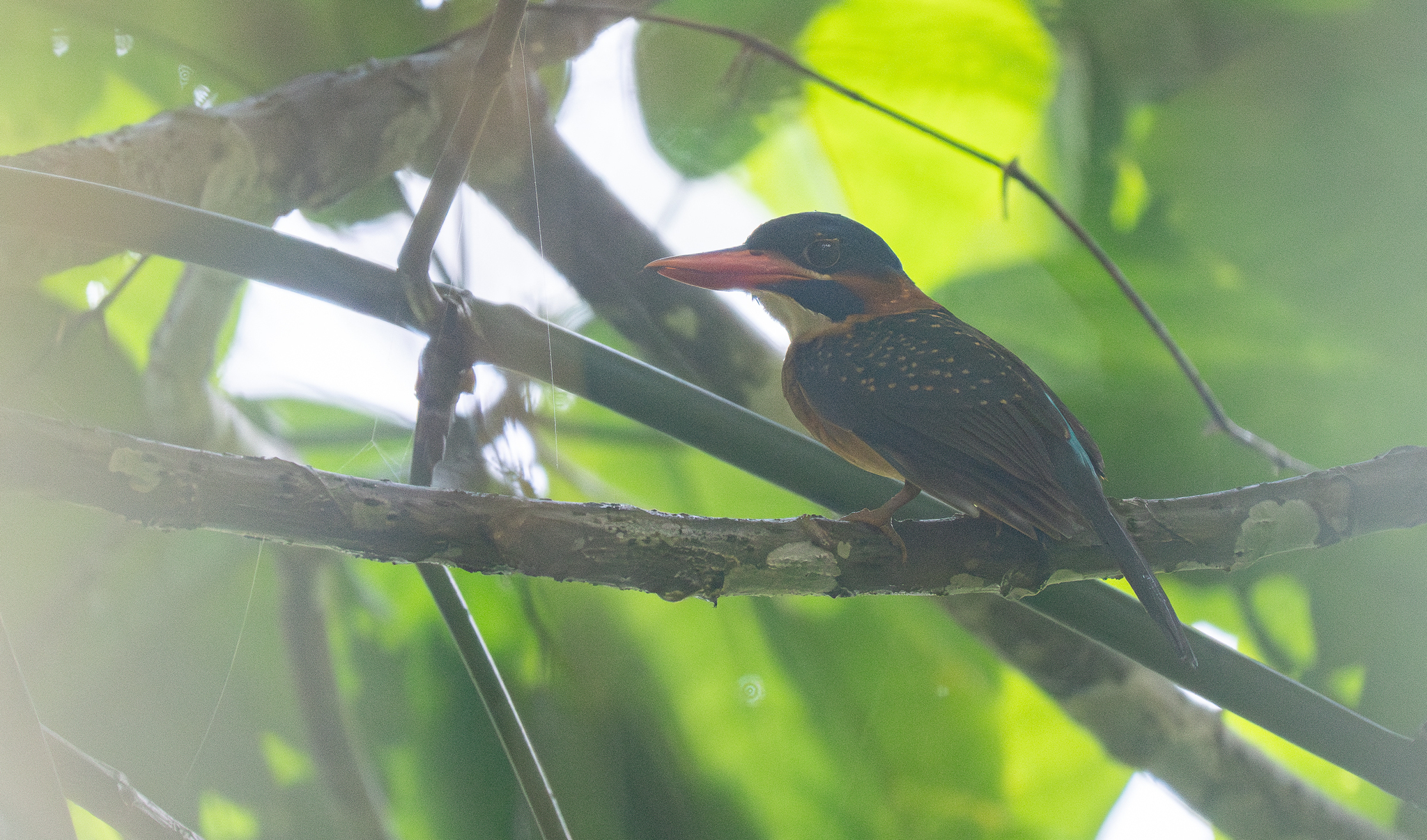 Blue-capped Kingfisher (Actenoides hombroni), photo 2