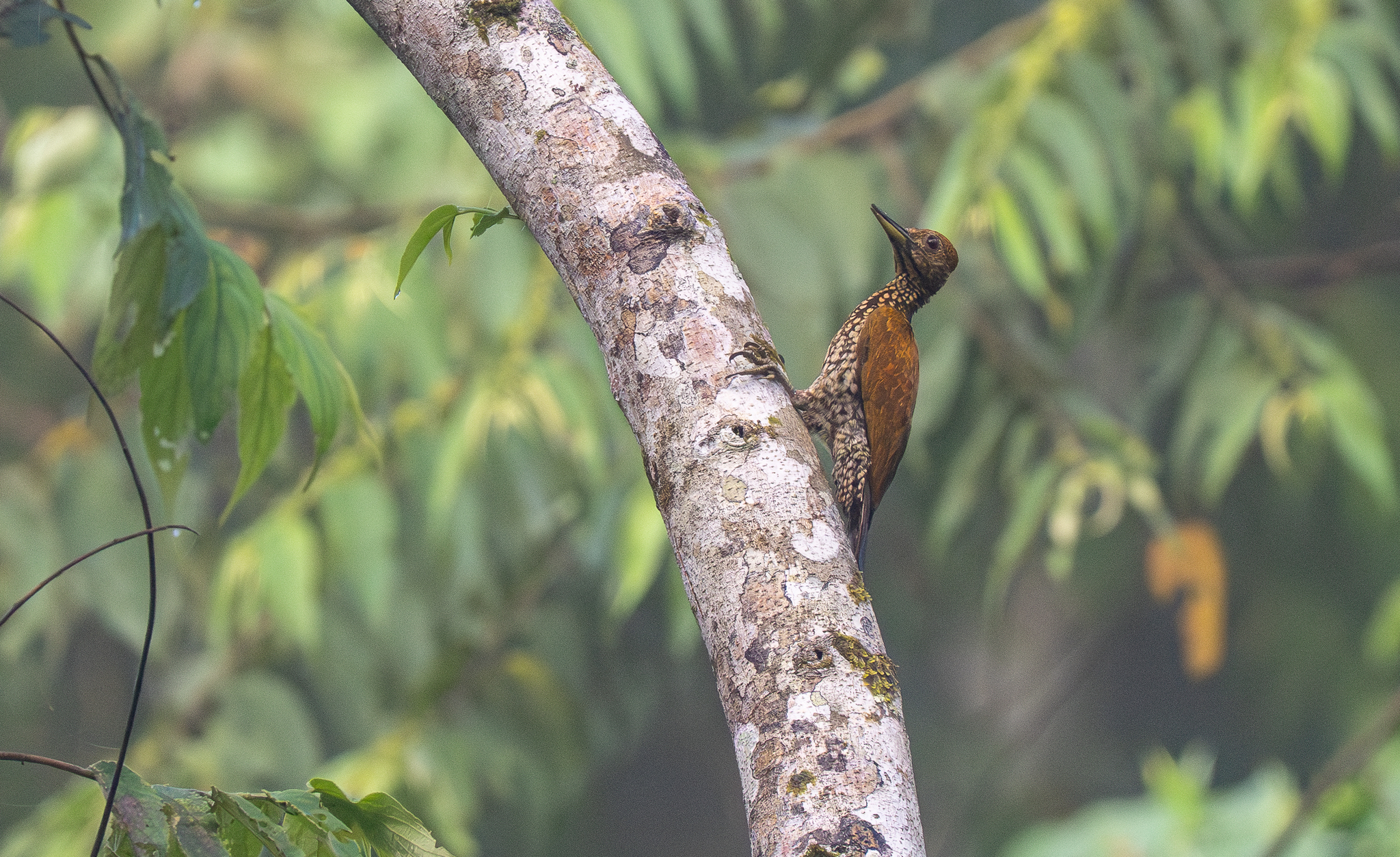 Buff-spotted Flameback (Chrysocolaptes lucidus), photo 4