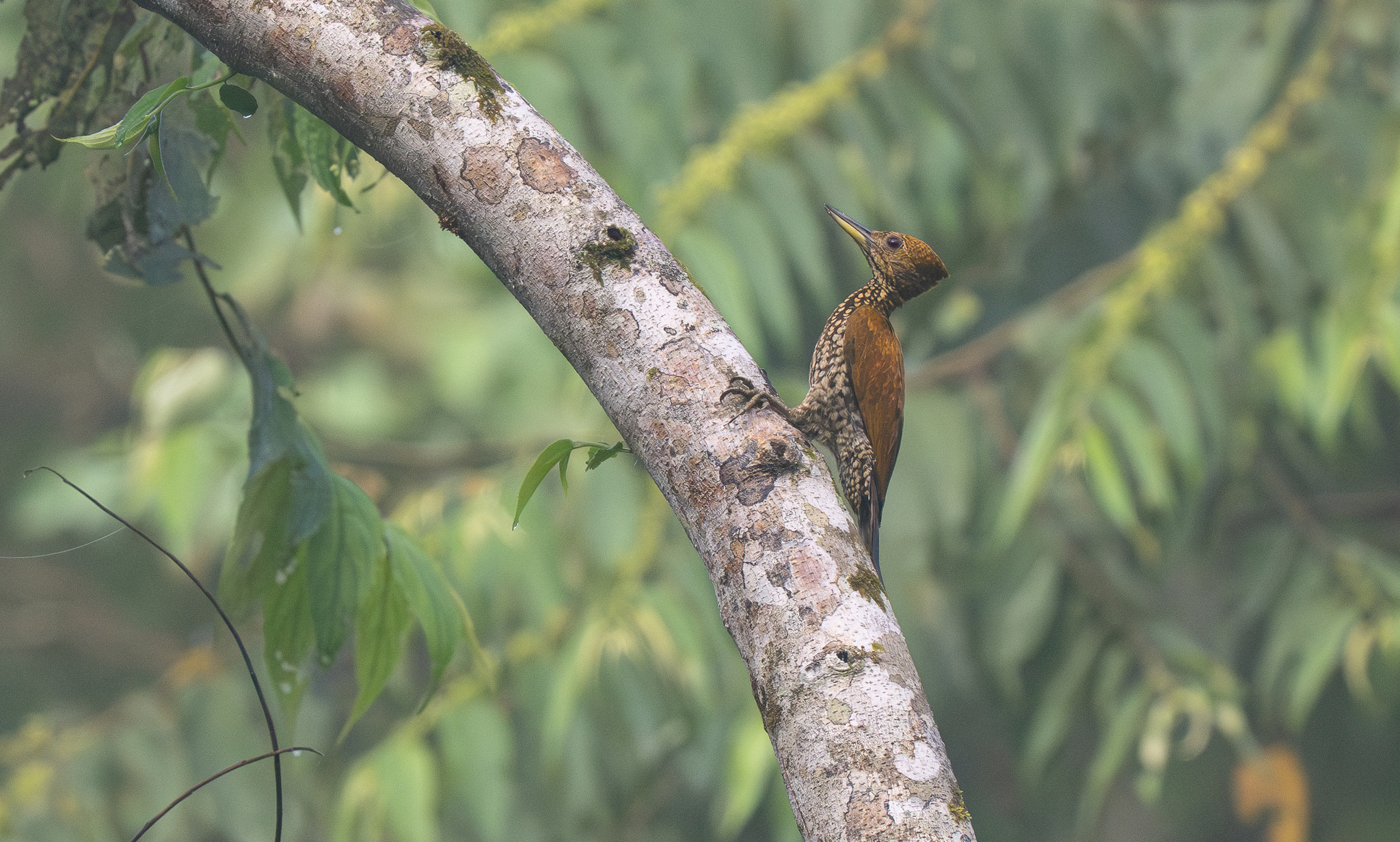 Buff-spotted Flameback (Chrysocolaptes lucidus), photo 5