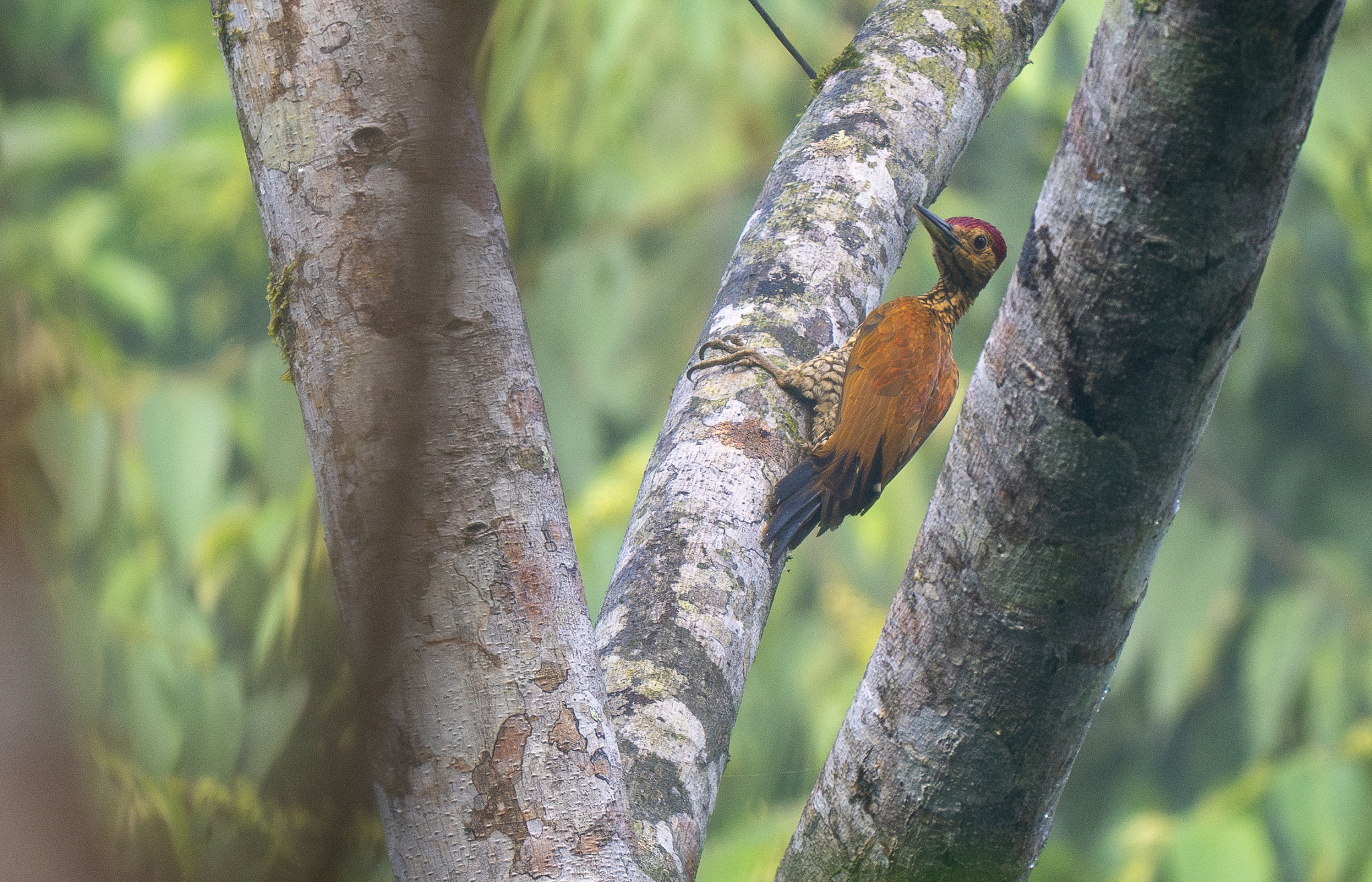 Buff-spotted Flameback (Chrysocolaptes lucidus), photo 6