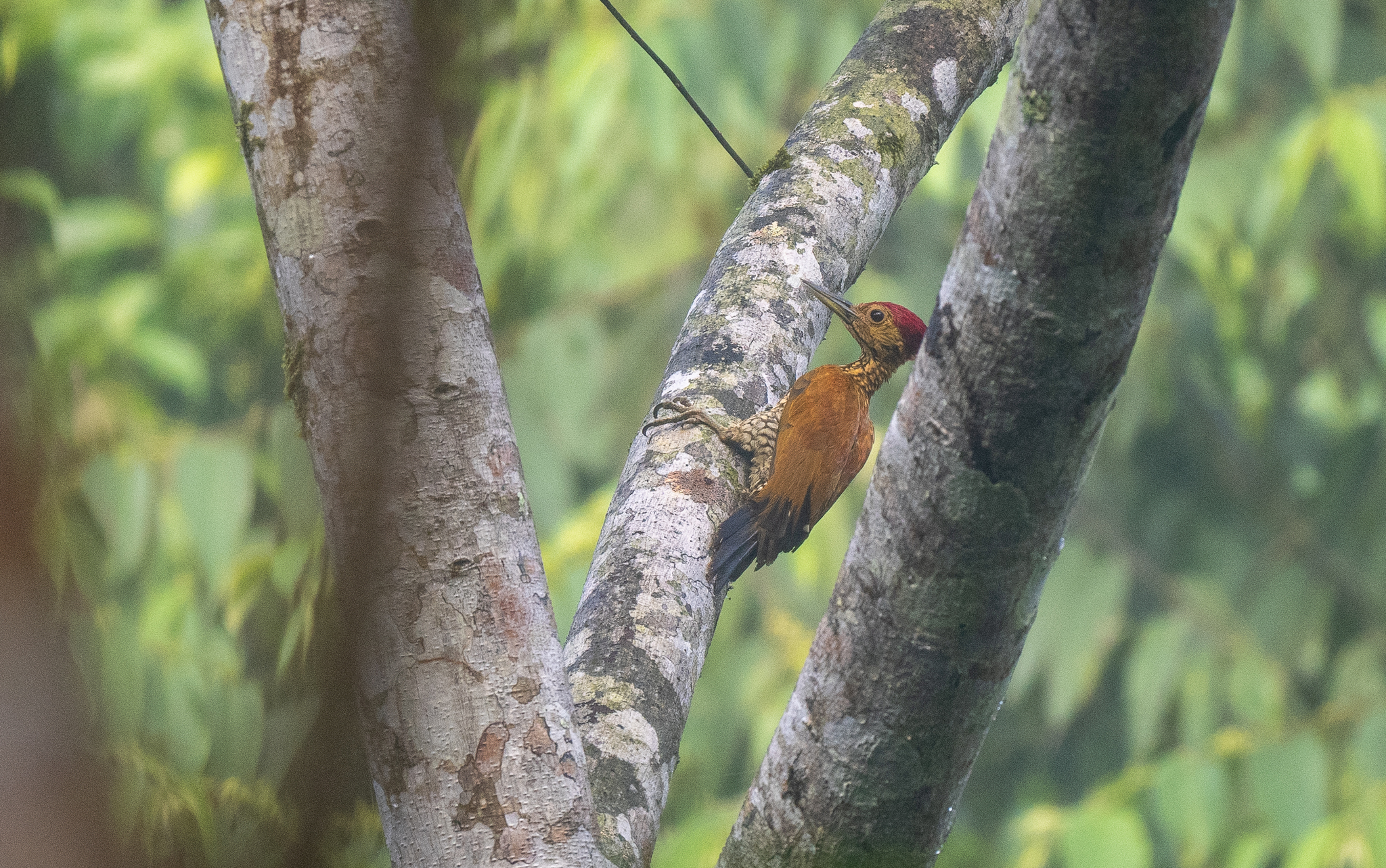 Buff-spotted Flameback (Chrysocolaptes lucidus), photo 7