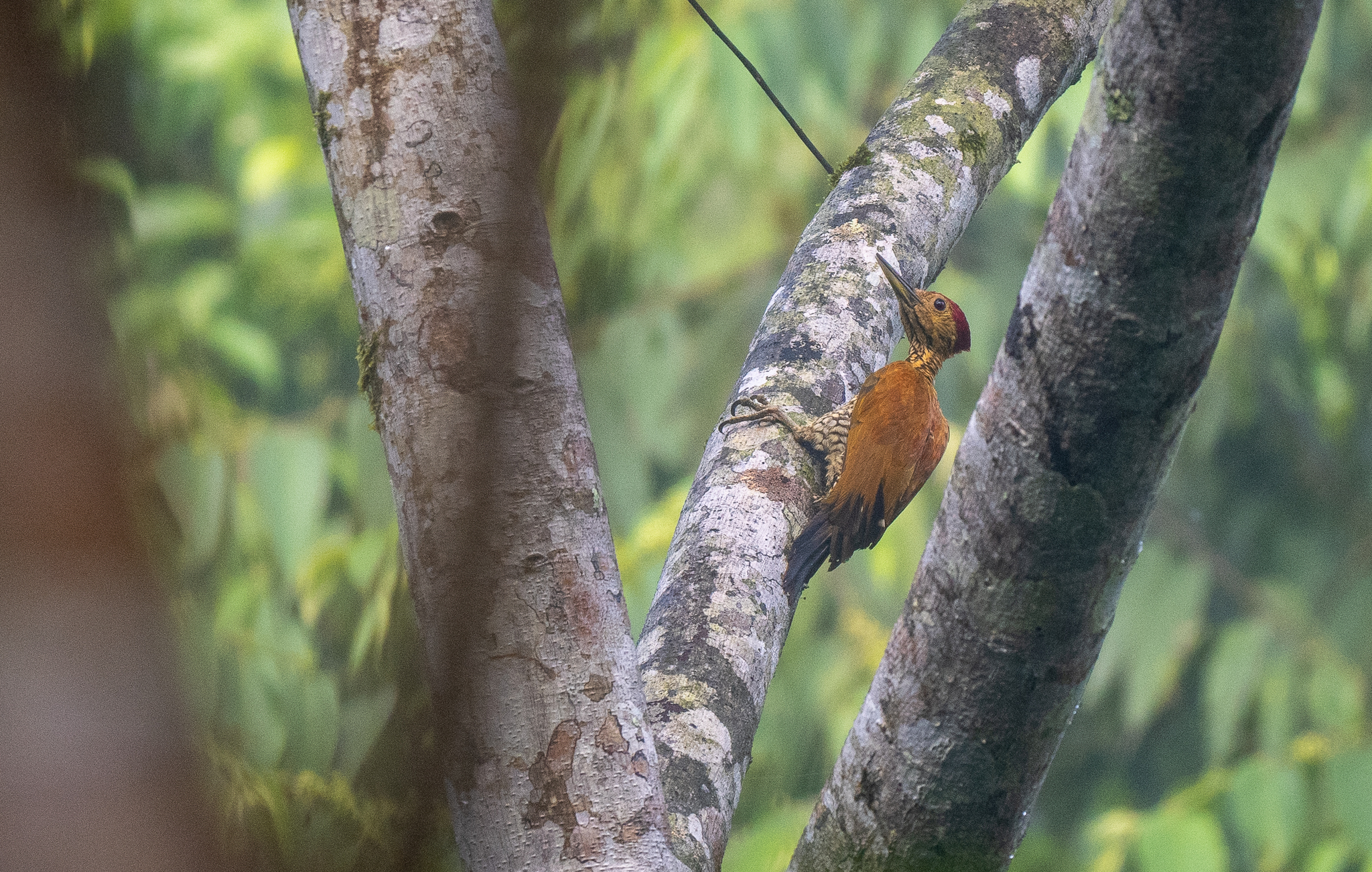 Buff-spotted Flameback (Chrysocolaptes lucidus), photo 8