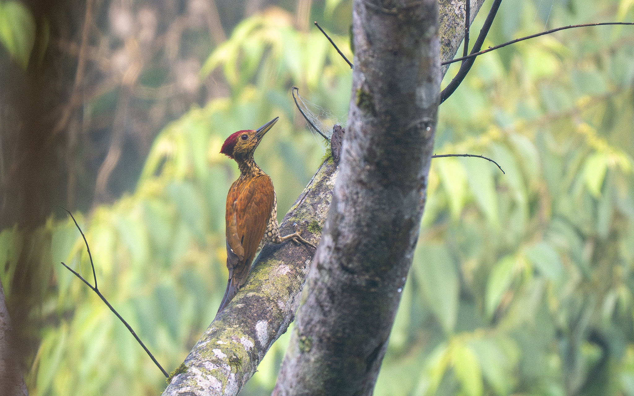 Buff-spotted Flameback (Chrysocolaptes lucidus), photo 9
