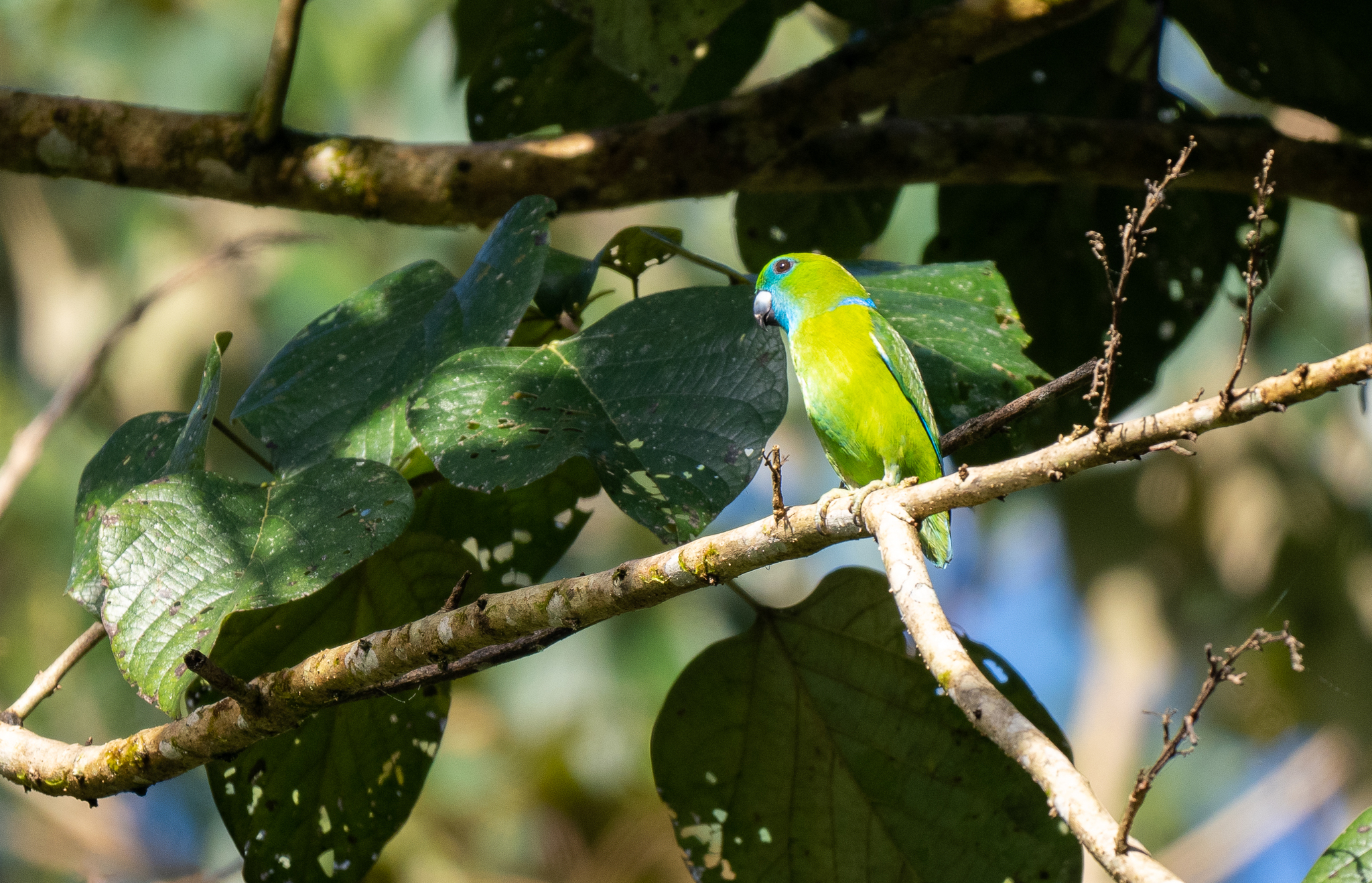 Guaiabero (Bolbopsittacus lunulatus), photo 3
