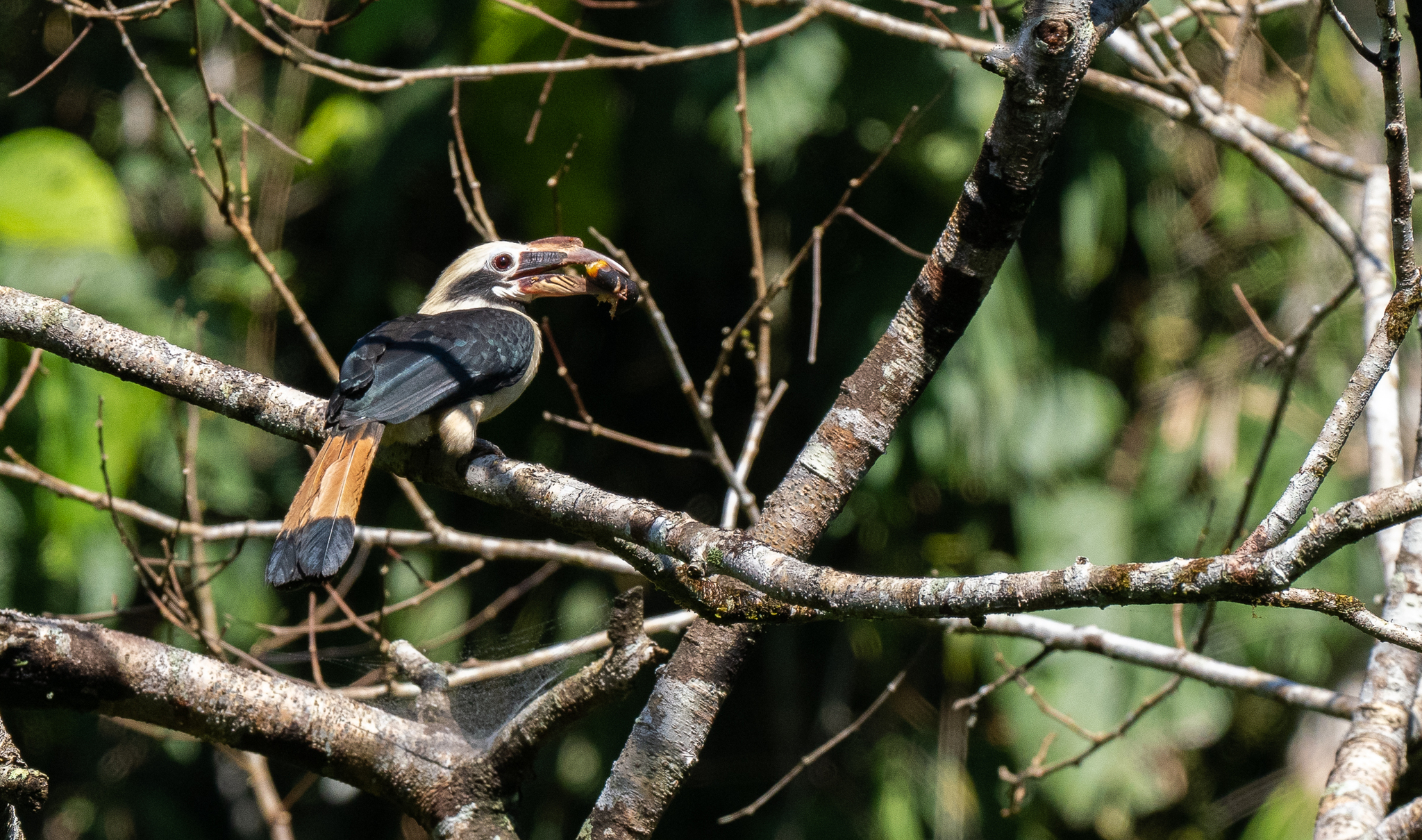 Mindanao Hornbill (Penelopides affinis), photo 3
