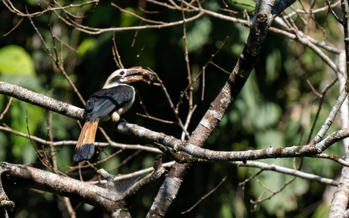 Mindanao Hornbill