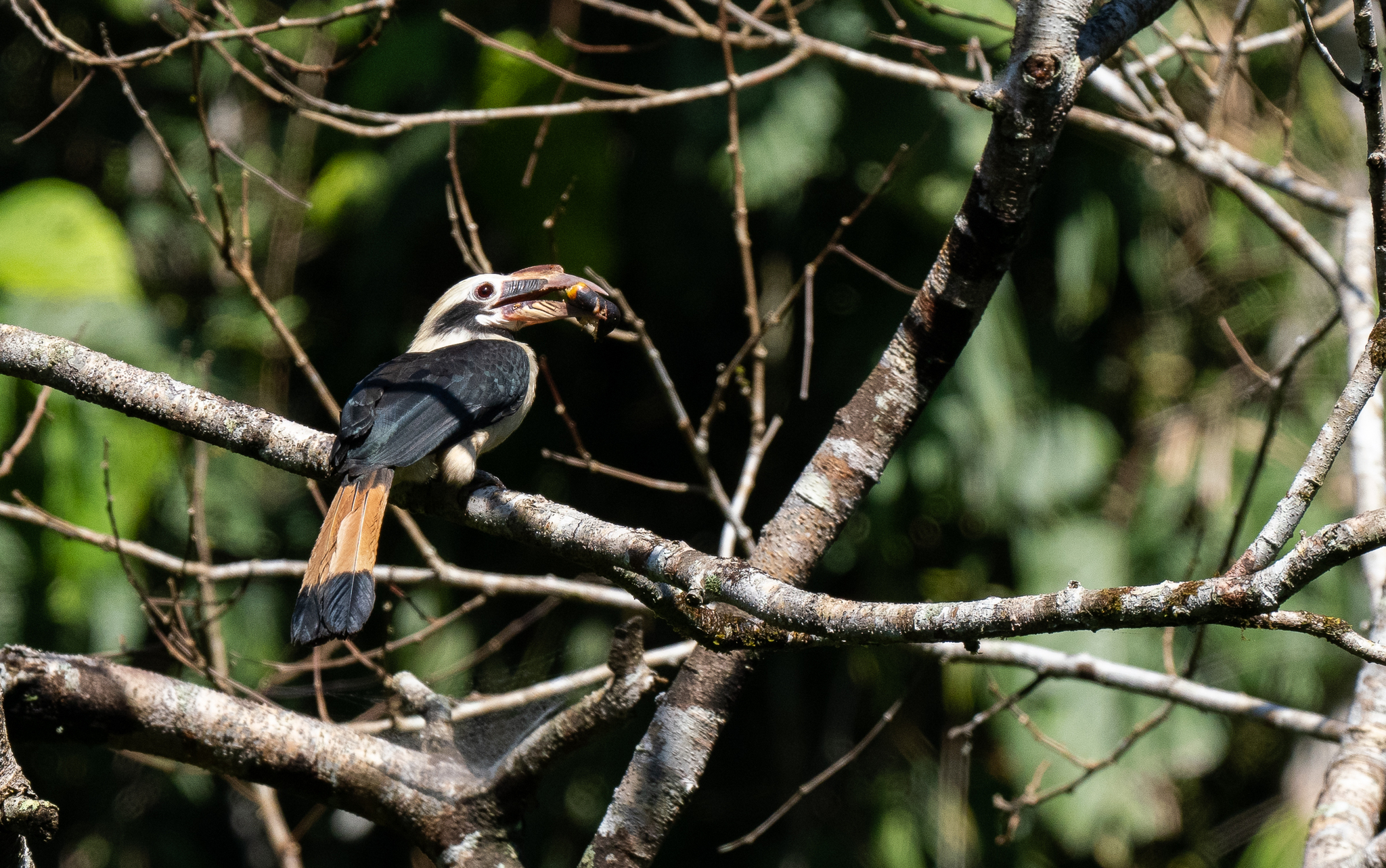 Mindanao Hornbill (Penelopides affinis), photo 4