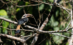 Mindanao Hornbill photo 3