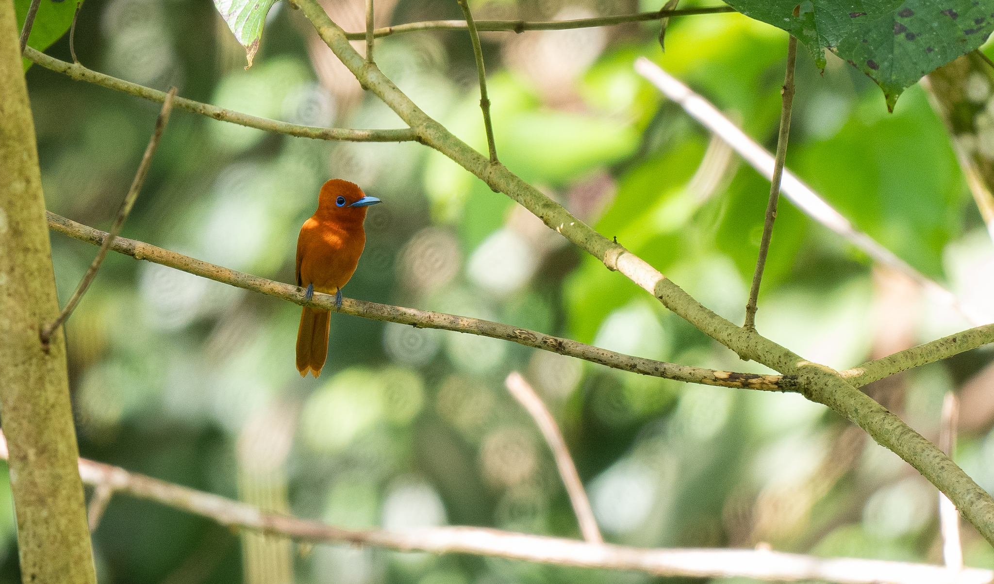 Rufous Paradise Flycatcher (Terpsiphone cinnamomea), photo 2