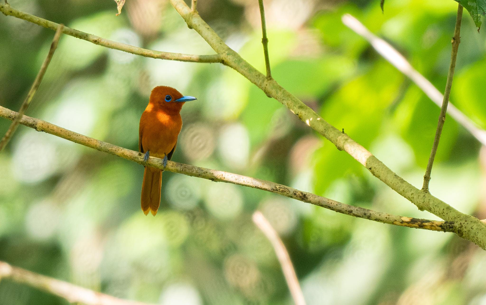 Rufous Paradise Flycatcher (Terpsiphone cinnamomea), photo 5