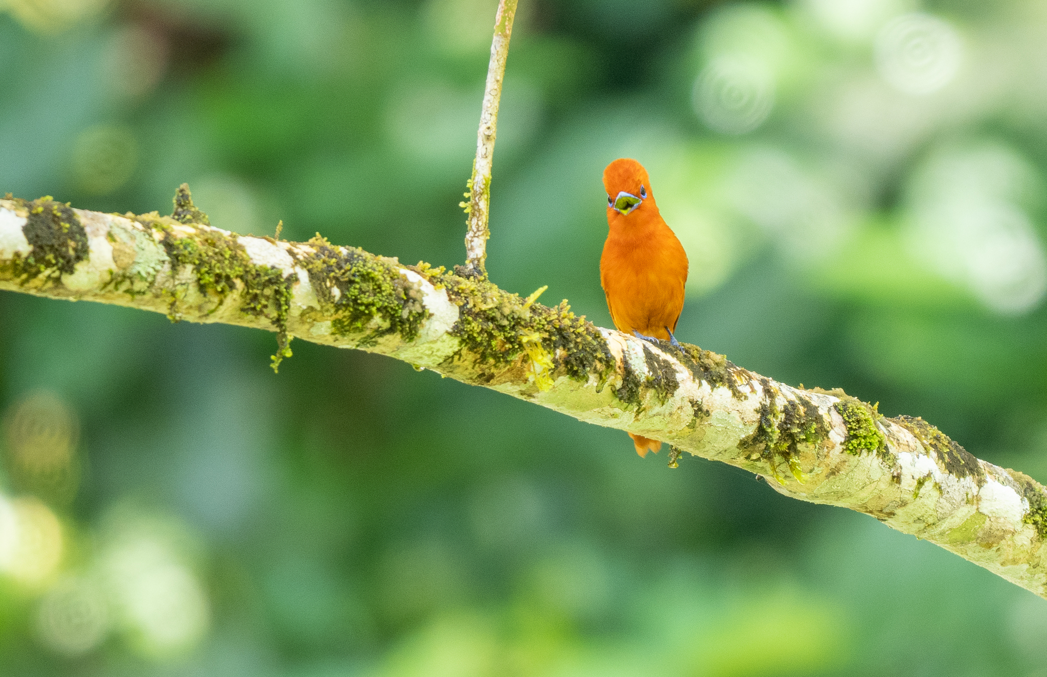 Rufous Paradise Flycatcher (Terpsiphone cinnamomea), photo 6