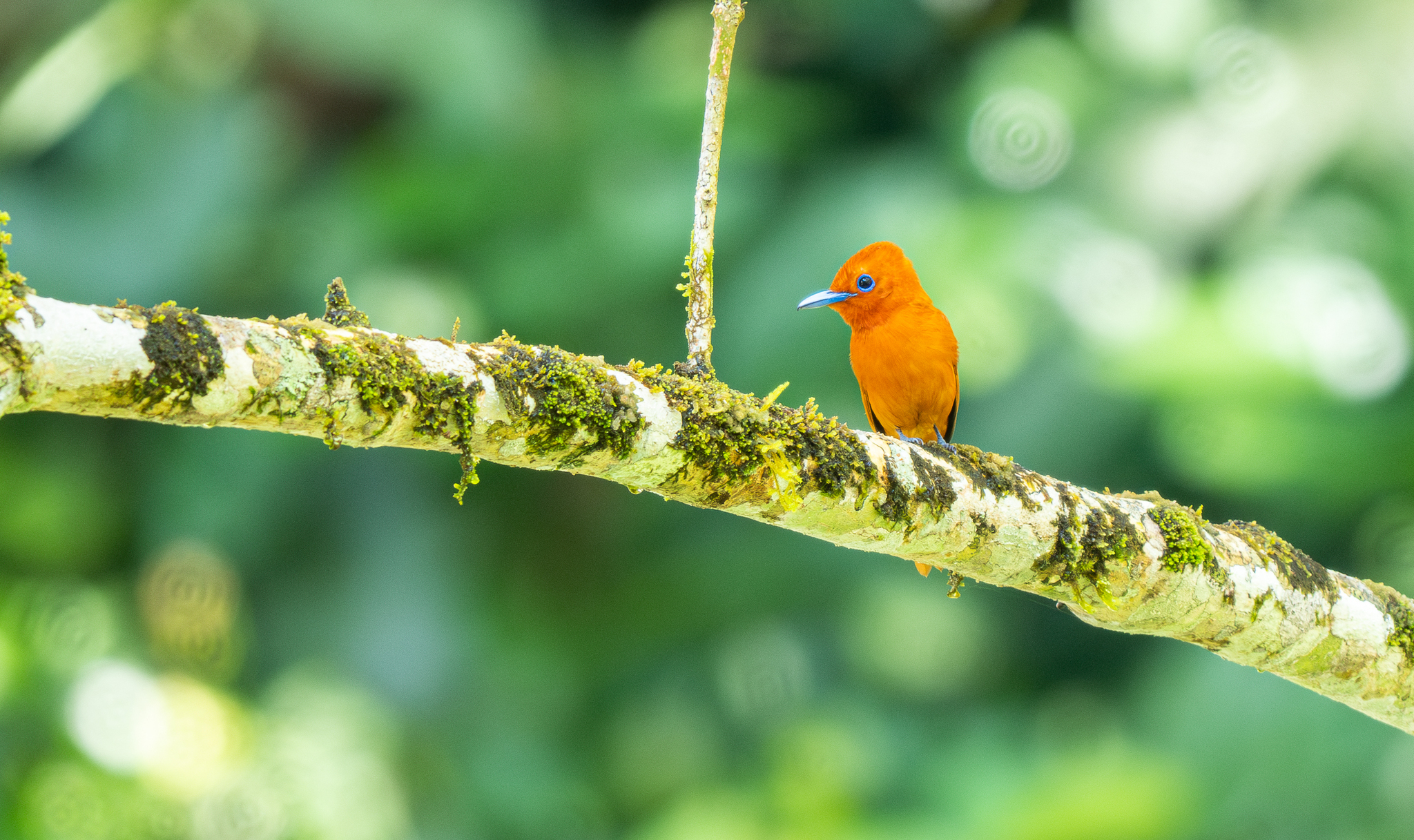Rufous Paradise Flycatcher (Terpsiphone cinnamomea), photo 7
