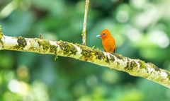 Rufous Paradise Flycatcher photo 3