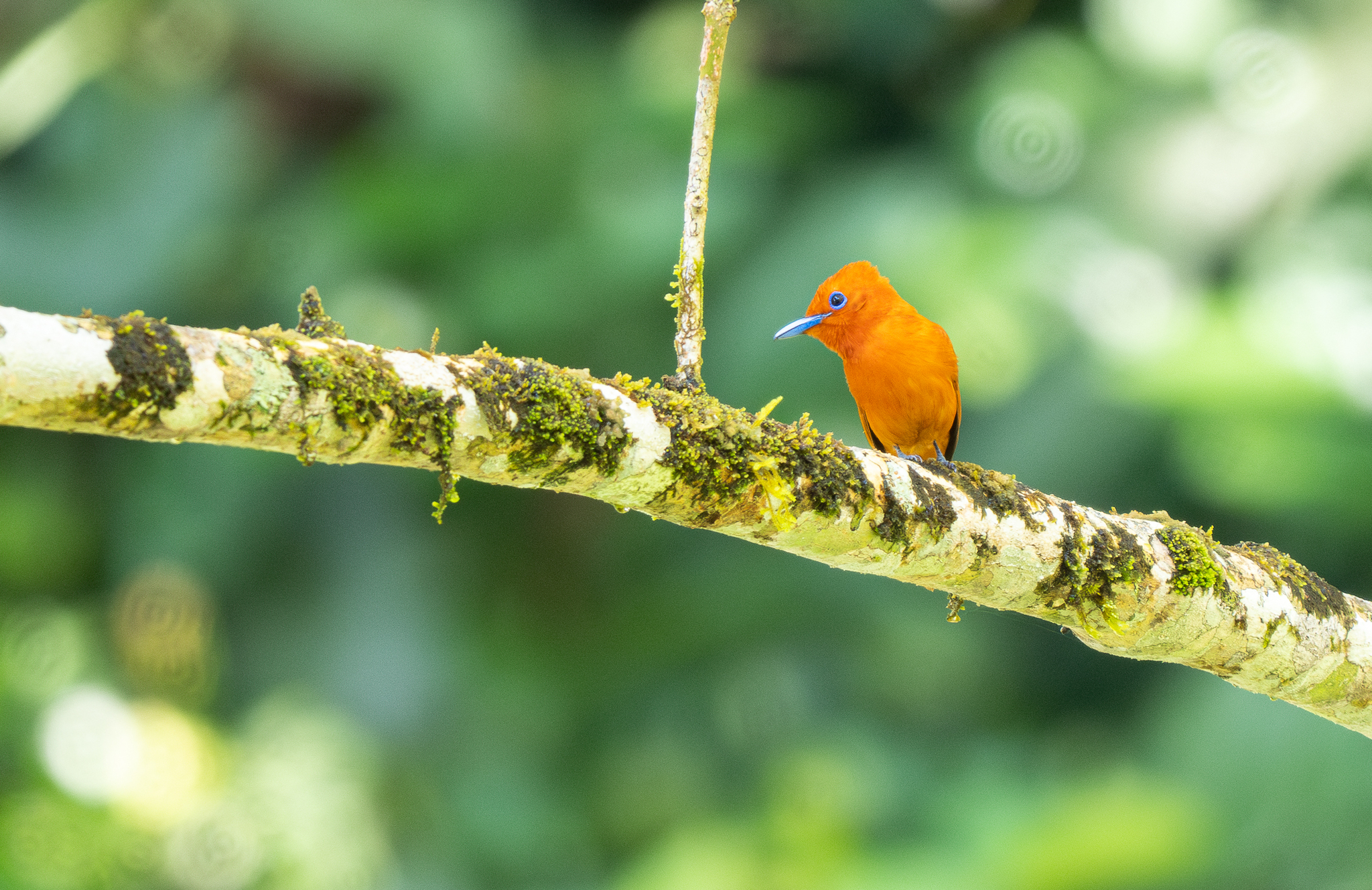 Rufous Paradise Flycatcher (Terpsiphone cinnamomea), photo 8
