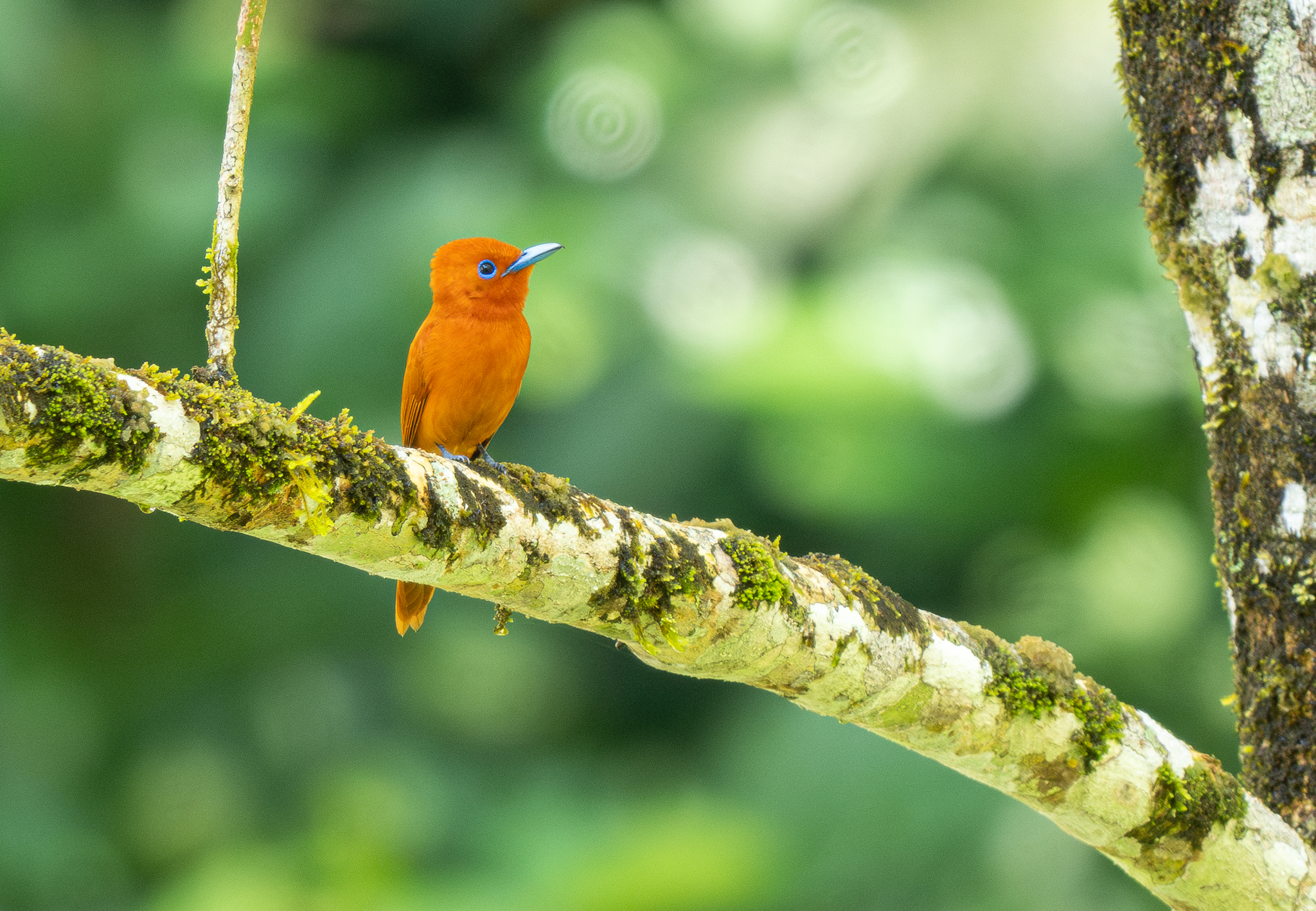 Rufous Paradise Flycatcher (Terpsiphone cinnamomea), photo 9
