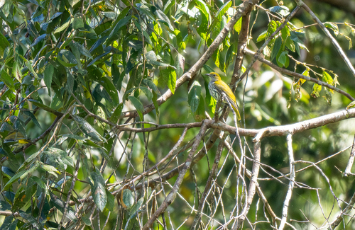 Philippine Oriole (Oriolus steerii)