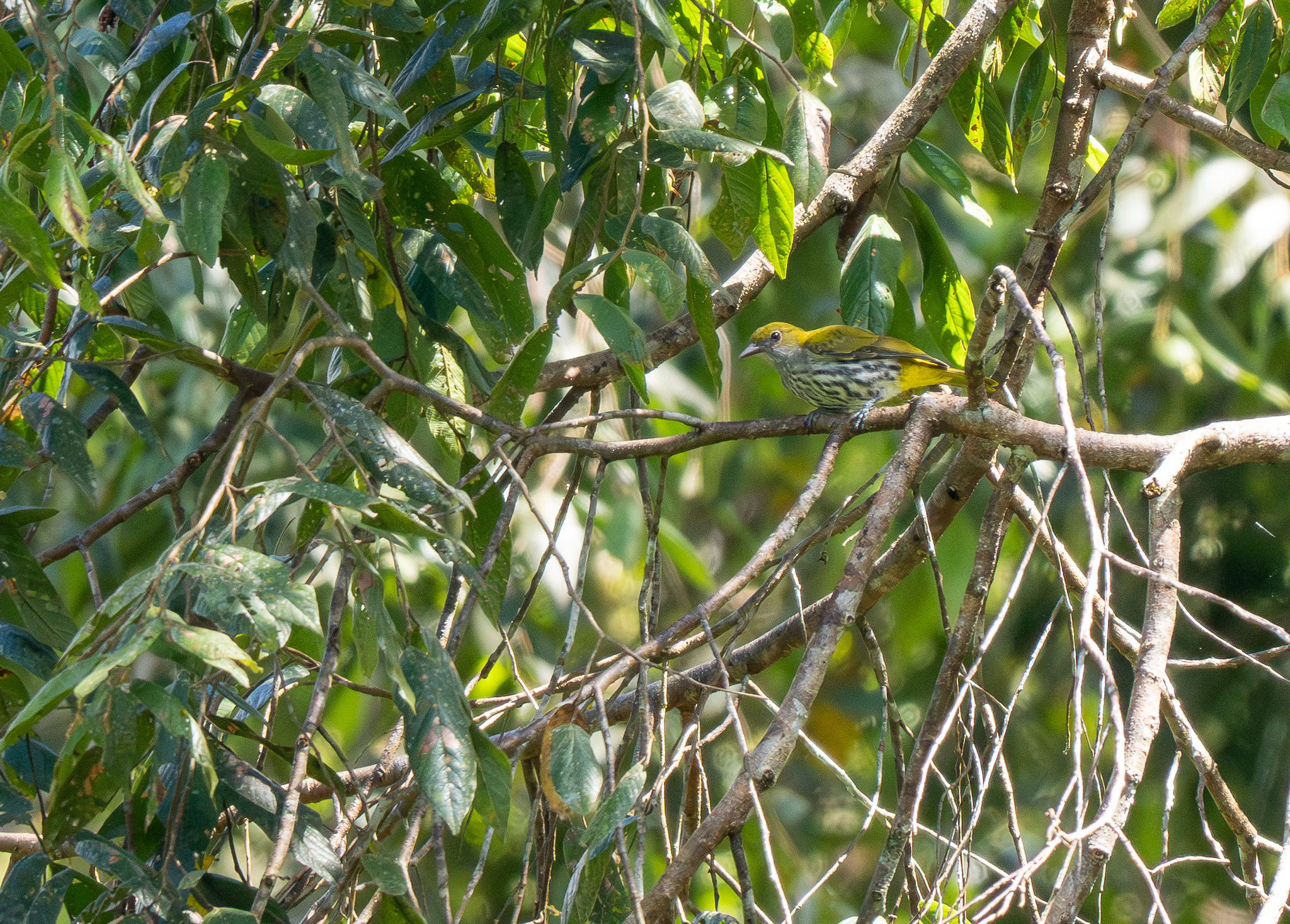 Philippine Oriole (Oriolus steerii), photo 2