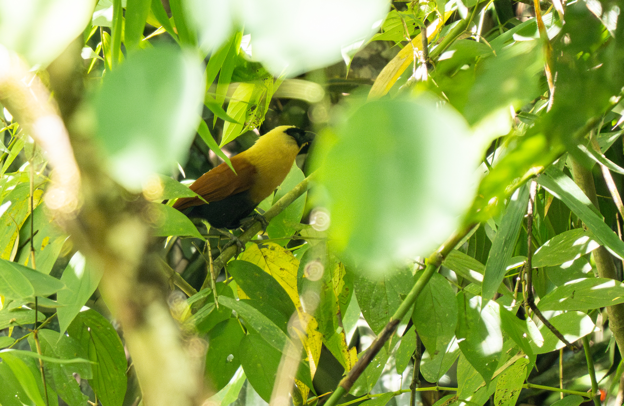 Black-faced Coucal (Centropus melanops), photo 2