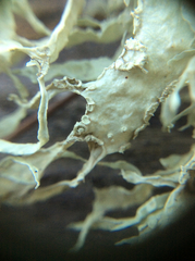 Ramalina subleptocarpha