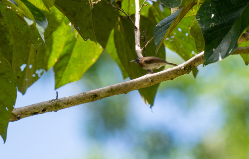 Mindanao Pygmy Babbler (Dasycrotapha plateni), photo 2
