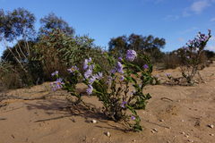 Olearia rudis