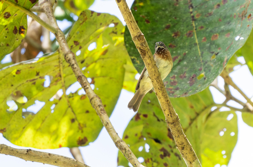 Mindanao Pygmy Babbler (Dasycrotapha plateni)