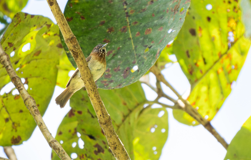 Mindanao Pygmy Babbler (Dasycrotapha plateni), photo 3