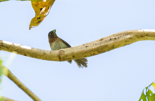 Mindanao Pygmy Babbler (Dasycrotapha plateni), photo 4