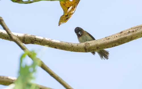 Mindanao Pygmy Babbler (Dasycrotapha plateni), photo 5