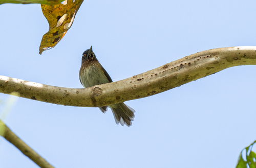 Mindanao Pygmy Babbler (Dasycrotapha plateni), photo 6
