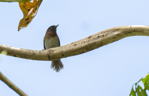 Mindanao Pygmy Babbler (Dasycrotapha plateni), photo 7