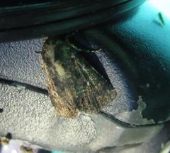 Condica albigera