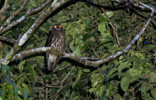 Chocolate Boobook (Ninox randi), photo 5