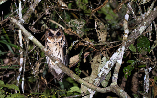 Giant Scops Owl (Otus gurneyi)