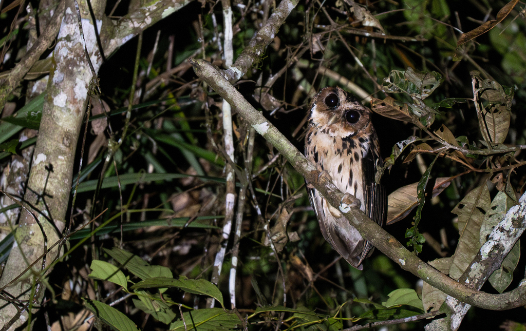 Giant Scops-Owl