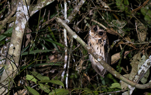 Giant Scops Owl (Otus gurneyi), photo 2