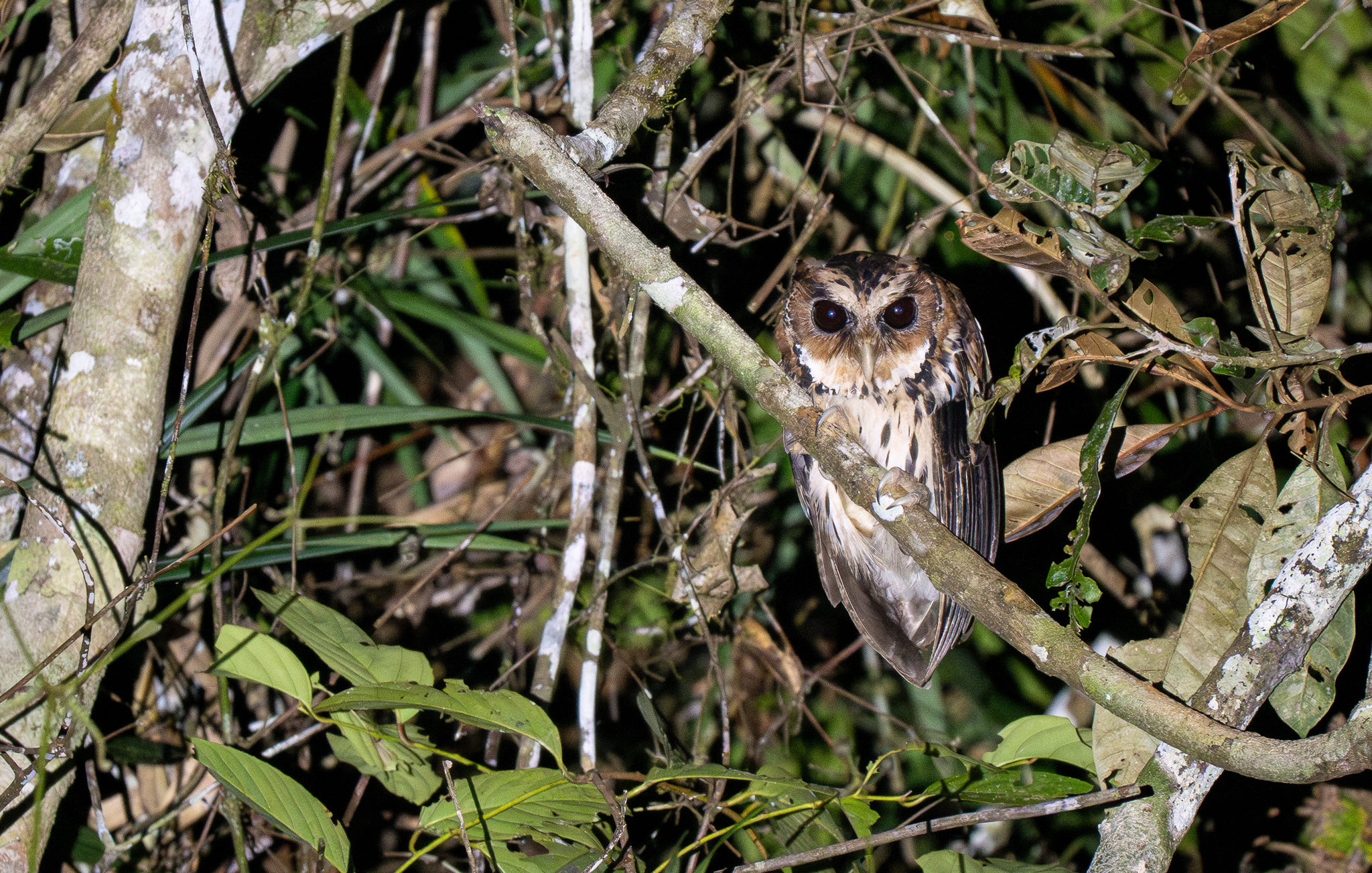 Giant Scops Owl (Otus gurneyi), photo 8