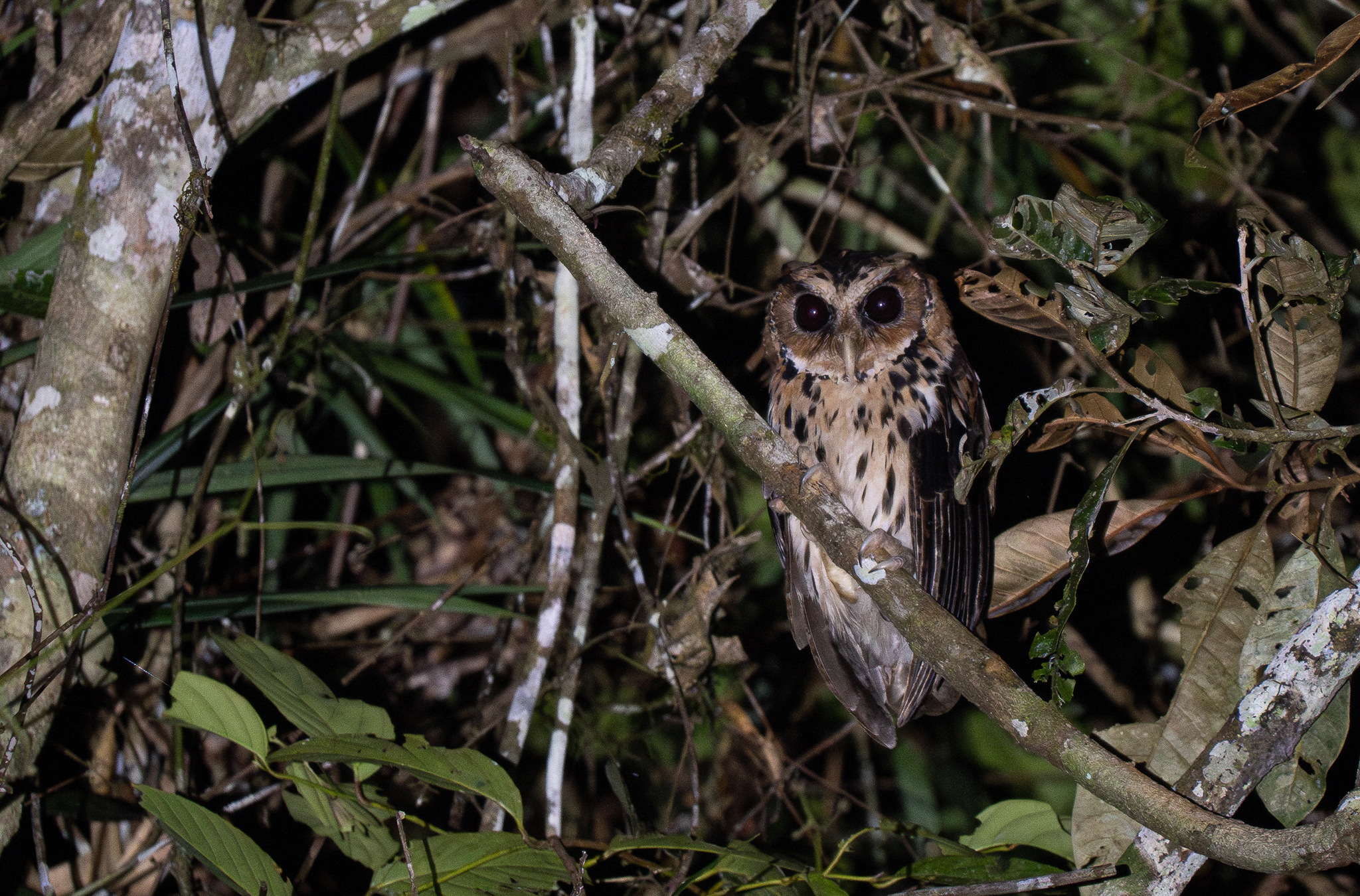 Giant Scops Owl (Otus gurneyi), photo 9